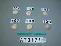 藏品(芋螺貝)的圖片